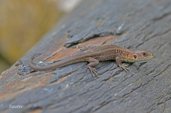 Zauneidechse (Lacerta agilis)